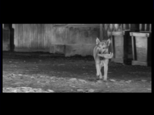 read the description about this shot